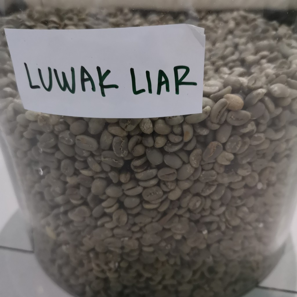 Jual Green Bean Kopi Arabika Gayo Luwak Liar 1 Kg Shopee Indonesia