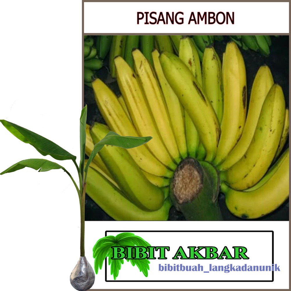 Jual Bibit Tanaman Buah Pisang Ambon Tinggi 40 60 Cm Shopee Indonesia