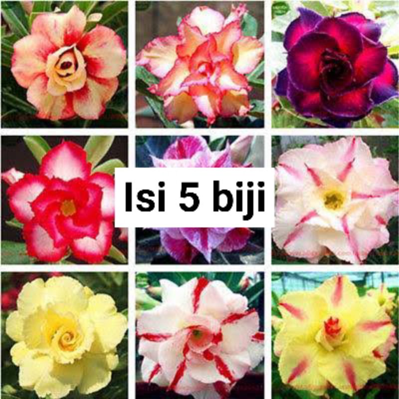 Jual Benih Biji Adenium Obesum Desert Rose Mix Isi Biji Shopee