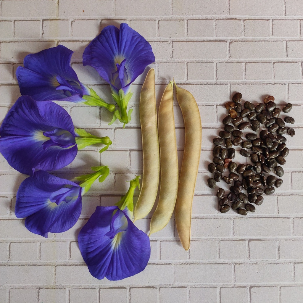 Jual Benih Biji Bunga Telang Biru Butterfly Pea Clitoria Ternatea