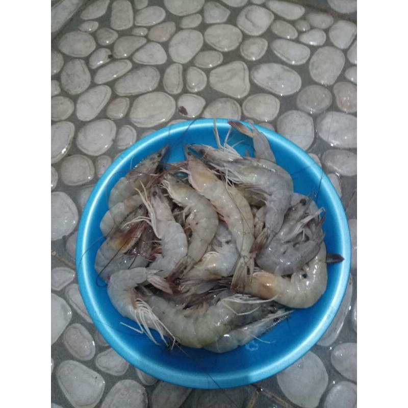 Jual Udang Vaname Segar Ukuran Sedang Besar Gojek Gab Only Shopee