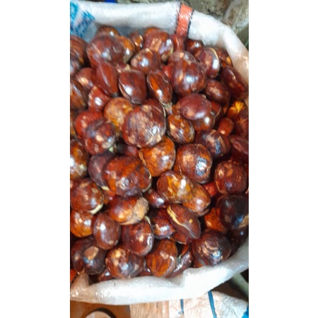 Jual JENGKOL SEGAR SUPER FRESS 1 KG Shopee Indonesia