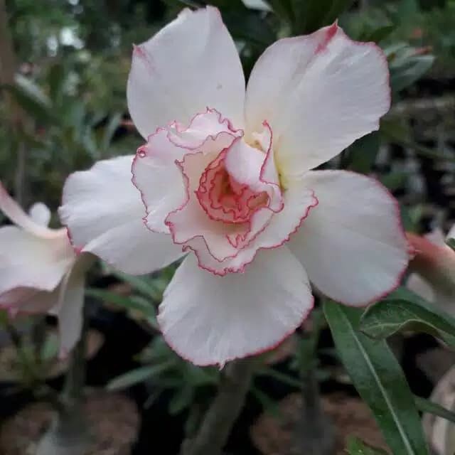 Jual Adenium Bunga Tumpuk Size A Cantik Bergaransi Cocok Buat Penghias