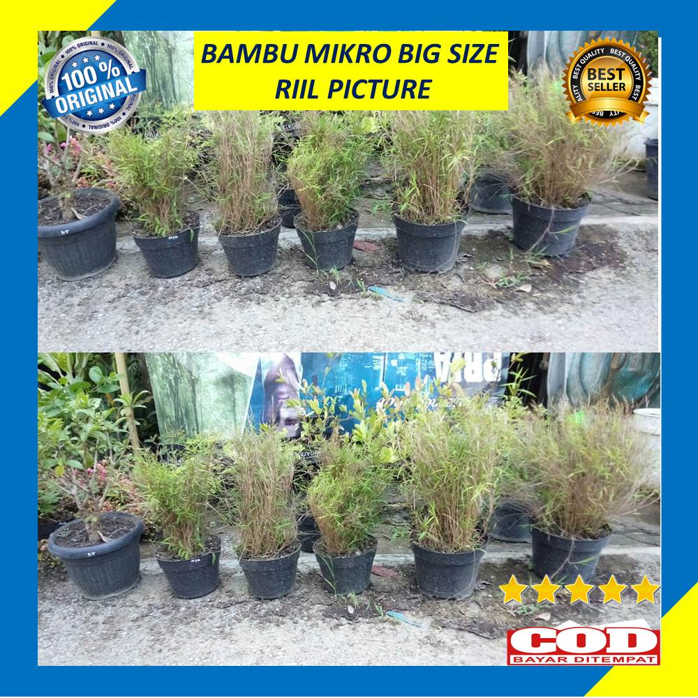 Jual Bambu Mini Mikro Ukuran Big Riil Picture Tanaman Hias Bambu