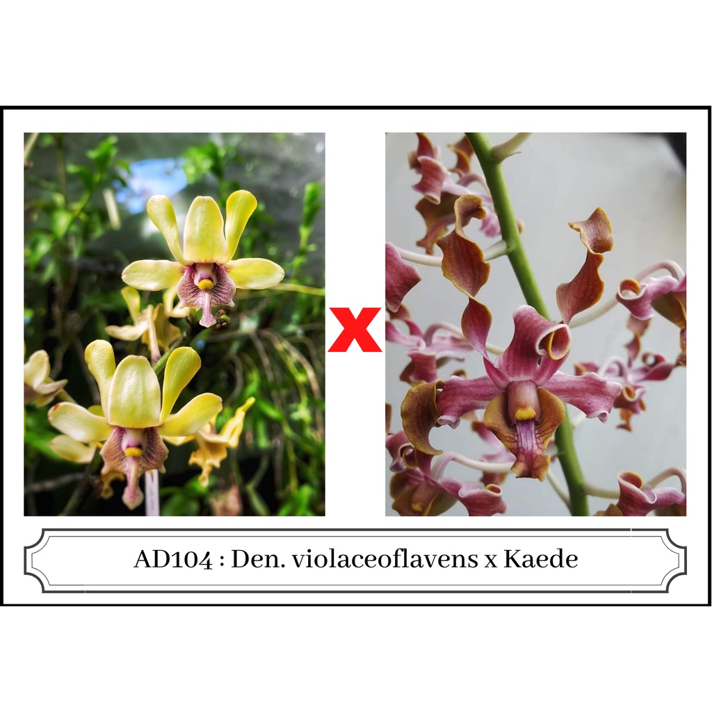 Jual Pra Dewasa Anggrek Dendrobium Keriting Id Hybrid Shopee Indonesia