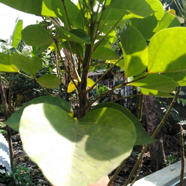 Jual Stek Daun Dadap Srep Segar Shopee Indonesia