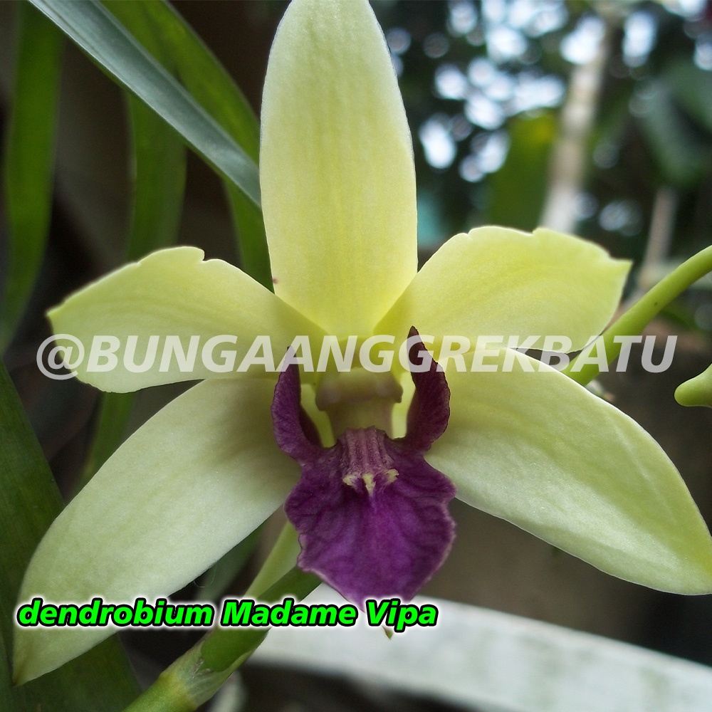 Jual Anggrek Dendrobium Bulat Hybrid Usia Bulan Seedling Shopee