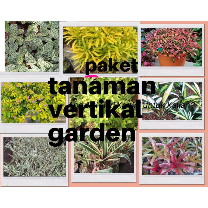 Jual Promo PAKET 9 TANAMAN VERTICAL GARDEN Shopee Indonesia