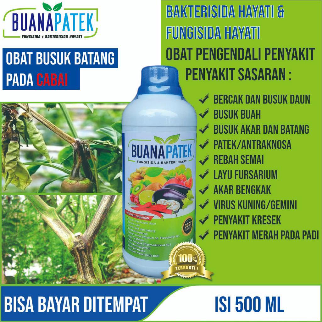 Jual Obat Busuk Batang Pada Cabe Buanapatek Fungisida Dan Bakterisida