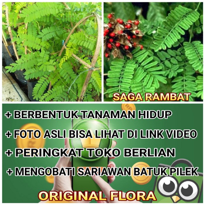 Jual New Bibit Saga Rambat Tanaman Saga Pohon Saga Tanaman Obat Tanaman