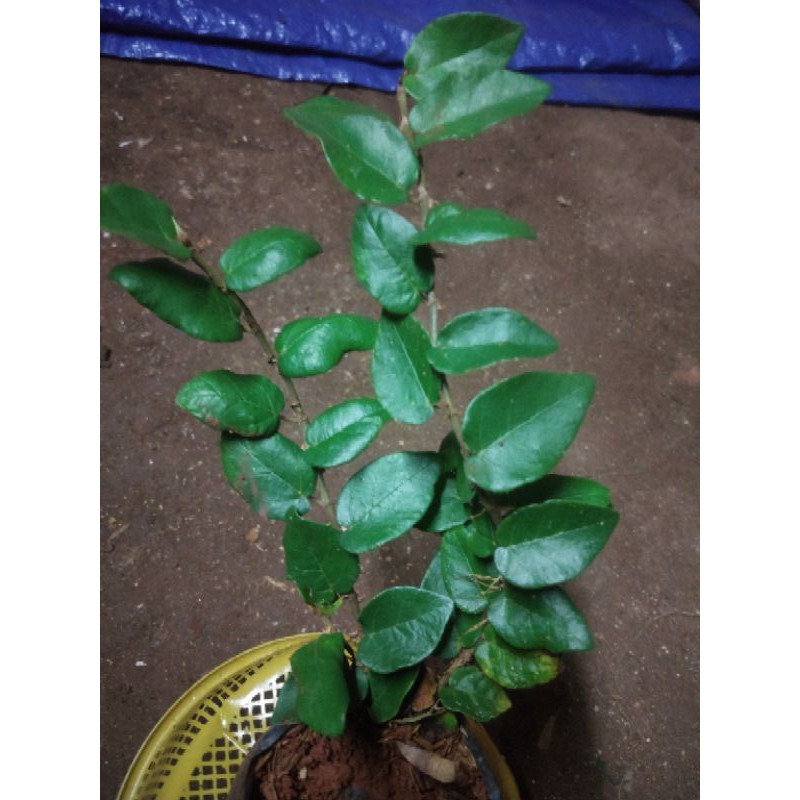 Jual Tanaman Hias Pohon Dolar Daun Kecil Shopee Indonesia