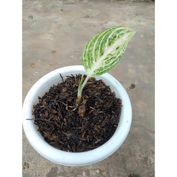 Jual Aglaonema White Legacy Shopee Indonesia