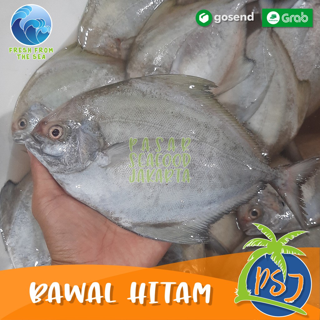 Jual Promo Ikan Bawal Hitam Ekor Lokal Black Pomfret Laut Segar