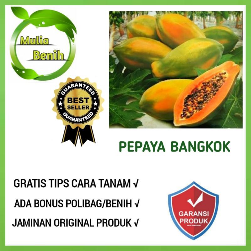 Jual Biji Benih Pepaya Bangkok F Bibit Tanaman Buah Buahan