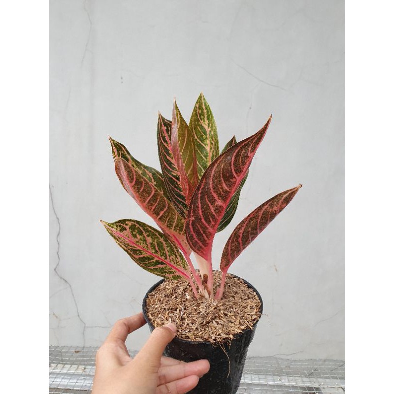 Jual Tanaman Aglonema Red Sumatera 6 7 Daun Shopee Indonesia