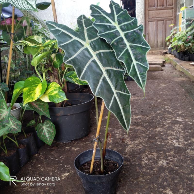 Jual Tanaman Hias Keladi Amazon Pohon Keladi Amazon Shopee Indonesia