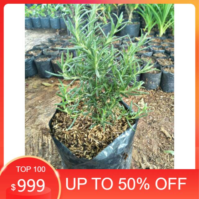 Jual Pohon Rosemary Tanaman Rosemary Pengusir Nyamuk Shopee Indonesia