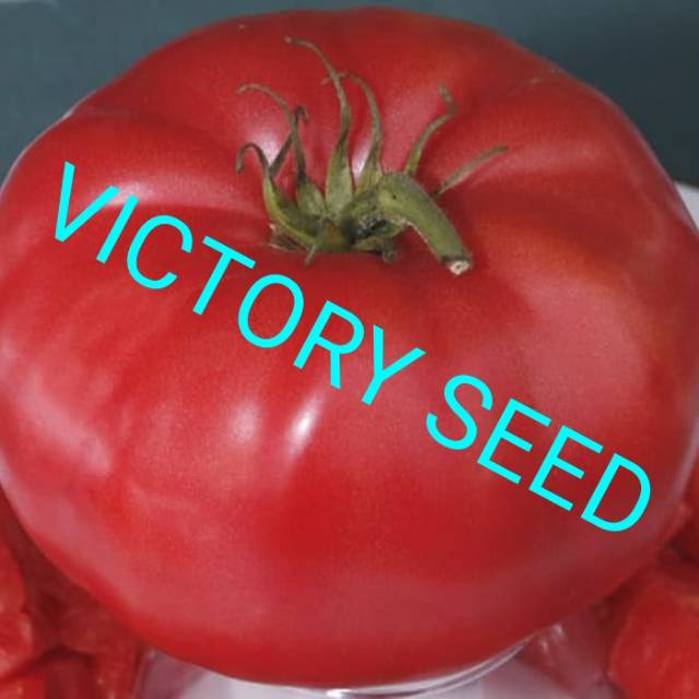 Jual Victory Seed Benih Biji Buah Tomat Sapi Bistik Jumbo Merah Bulat