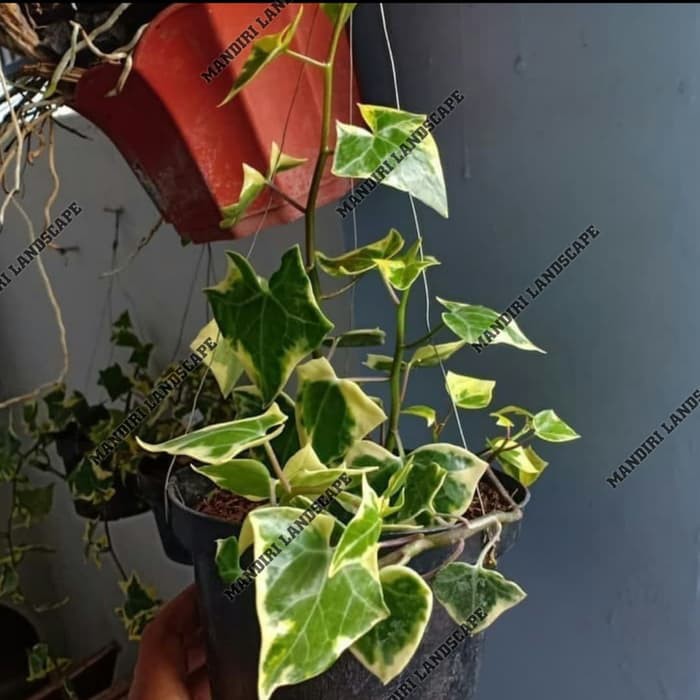 Jual Tanaman Hias Gantung Ivy English Variegata Shopee Indonesia