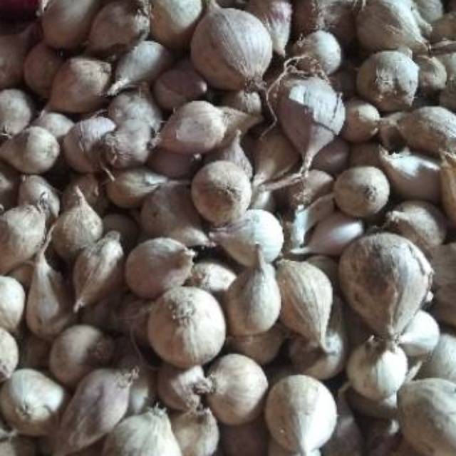 Jual Bawang Putih Tunggal Lanang LOKAL 500 Gram Shopee Indonesia