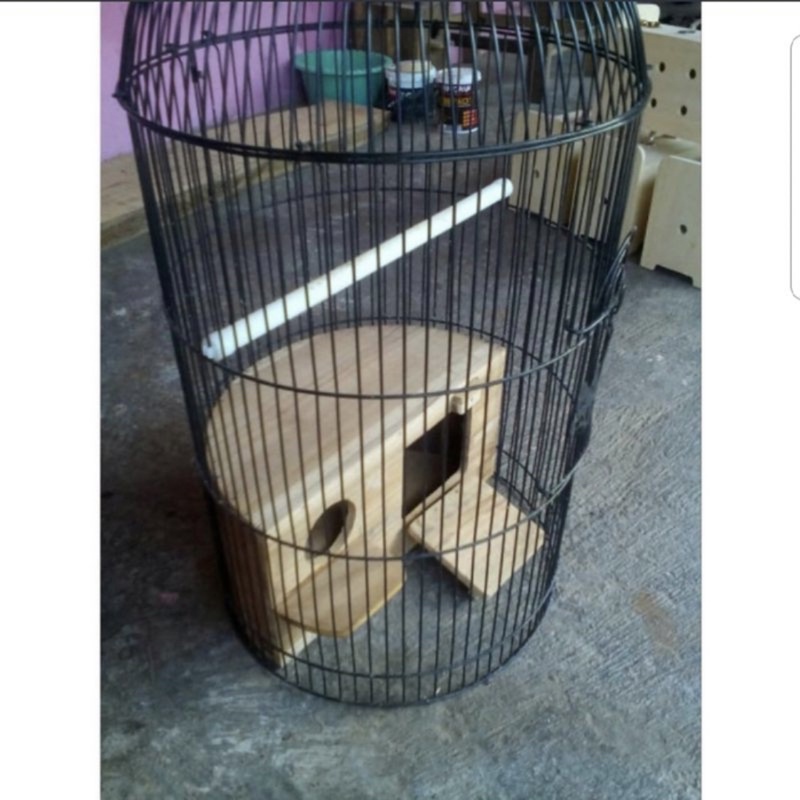 Jual Glodok Lovebird Setengah Lingkaran Shopee Indonesia