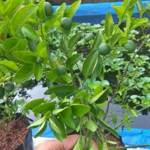 Jual Tanaman Buah Jeruk Limo Shopee Indonesia