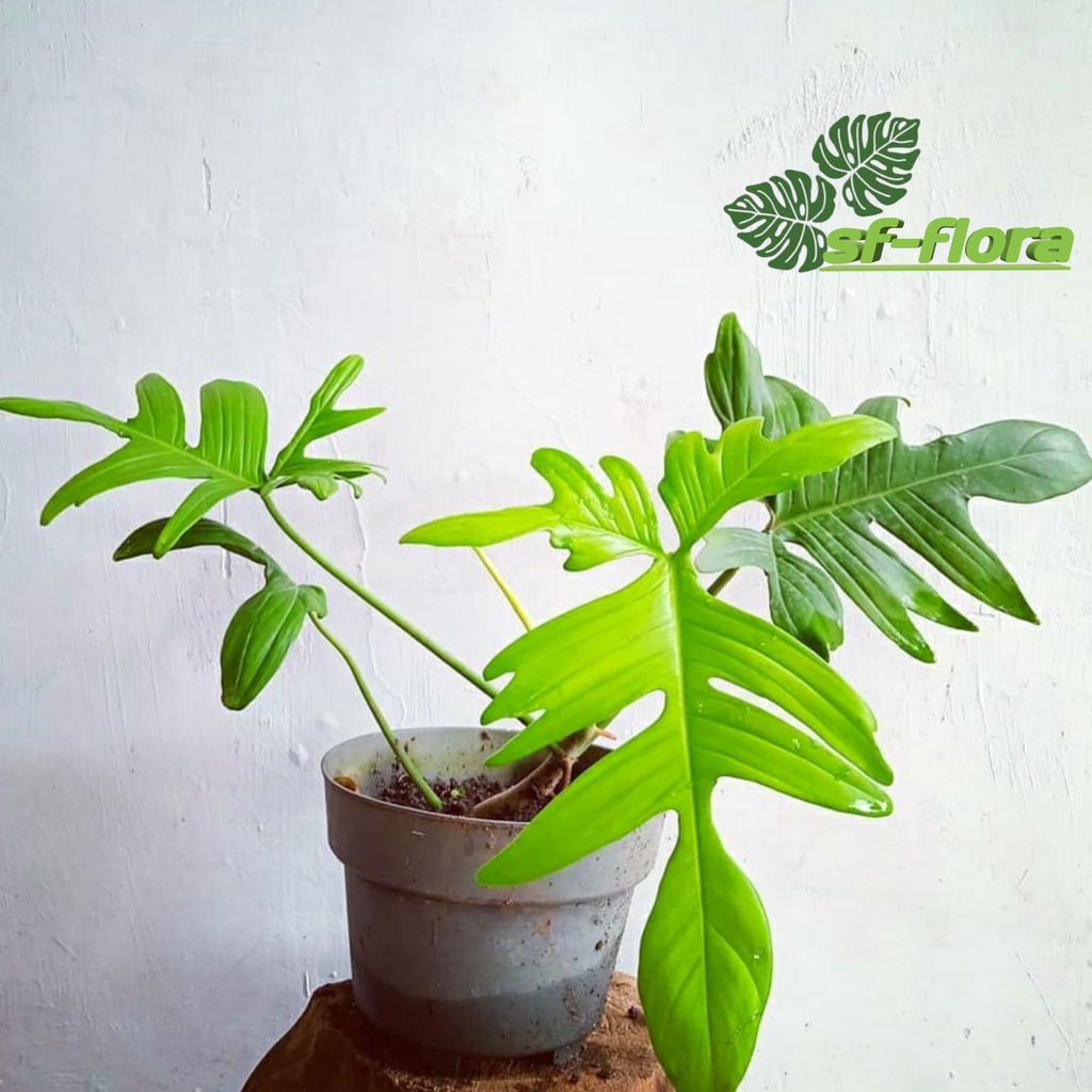 Jual Philodendron Florida Beauty Philo Merpati Tanaman Hidup