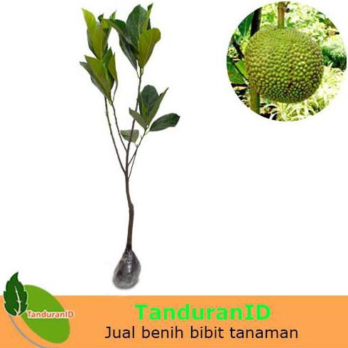 Jual H3I BIBIT TANAMAN BUAH NANGKA MINI DWARF JACKFRUIT Shopee