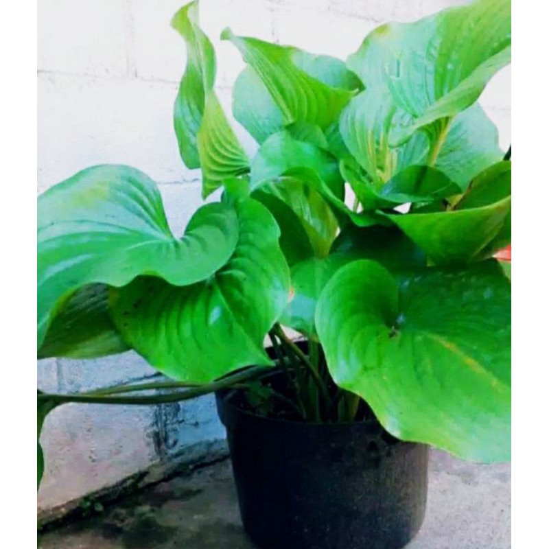 Jual Tanaman Hias Hosta Plantaginea Bunga Lily Lokal Shopee Indonesia