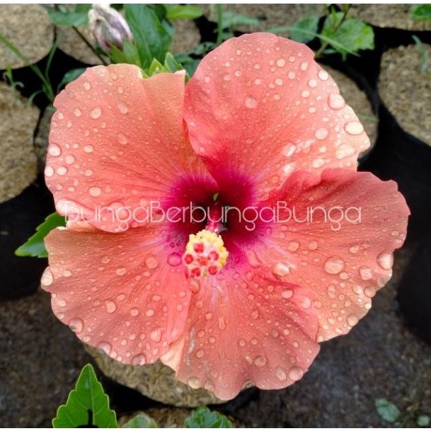 Jual Bibit Kembang Sepatu Bunga Hibiscus Bangkok Brick Pink Tanaman