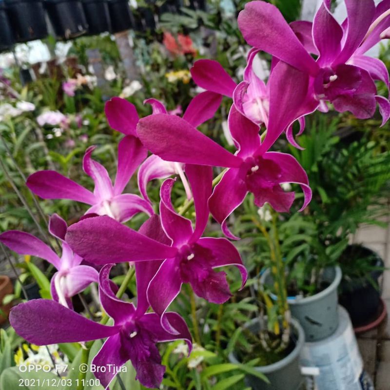 Jual Promo Anggrek Dendrobium PURPLE Sudah Spike Siap Berbunga