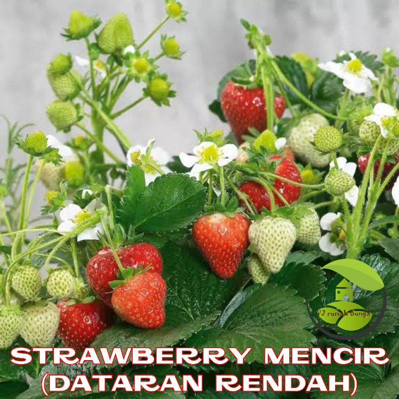 Jual Benih Buah Strawberry Mencir Dataran Rendah Unggul Bibit Buah