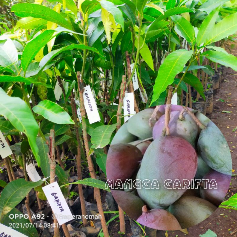 Jual Bibit Buah Mangga Garifta Atau Bibit Tanaman Buah Mangga Merah