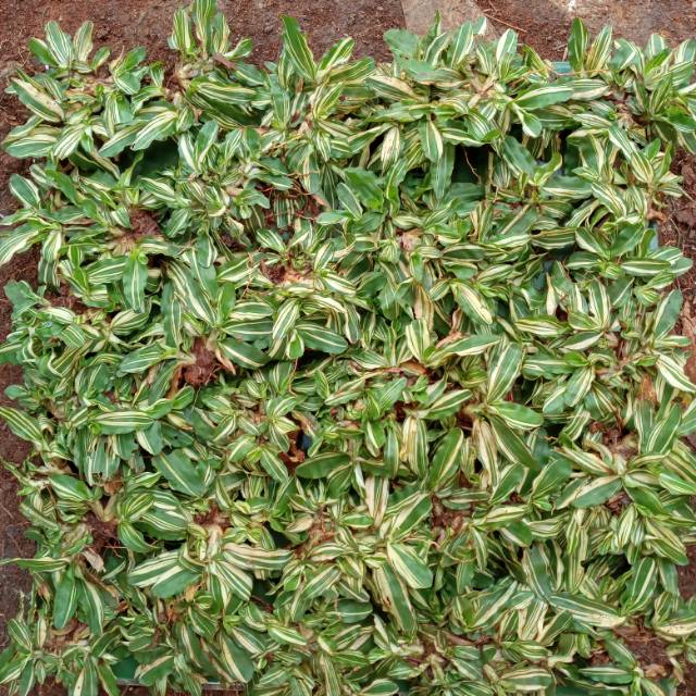 Jual Rumput Hidup Gajah Mini Variegata X Cm Shopee Indonesia