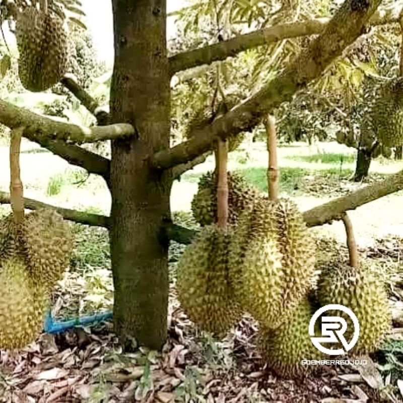 Jual Bibit Durian Bawor Super Jumbo Tinggi Cm Shopee Indonesia