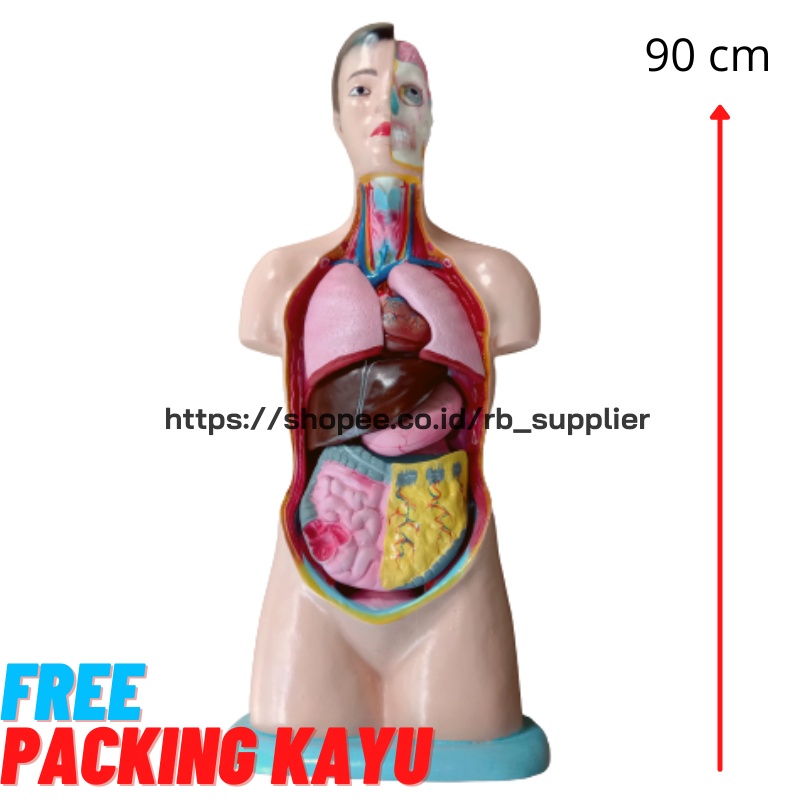 Jual Torso Anatomi Setengah Badan Phantom Manikin Manekin Torso Pria