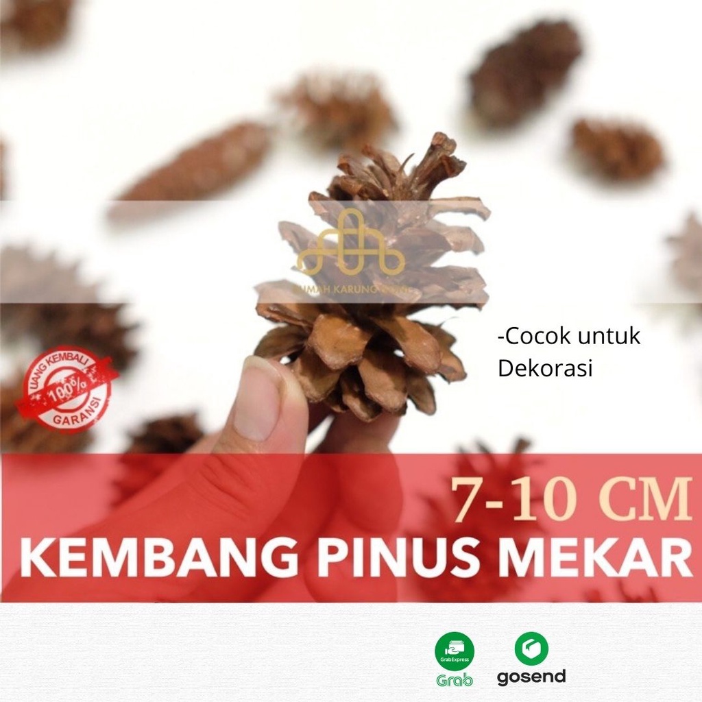 Jual Dekorasi Mahar Kembang Bunga Pinus Kering Buah Pinus Hiasan