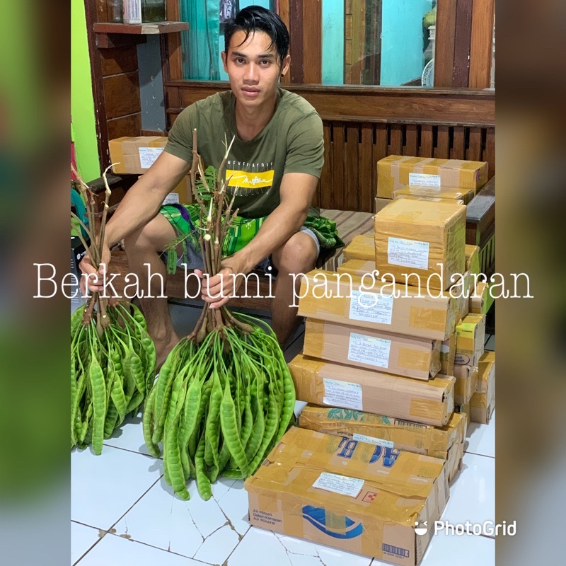 Jual Pete Ikat Isi Papan Petai Shopee Indonesia