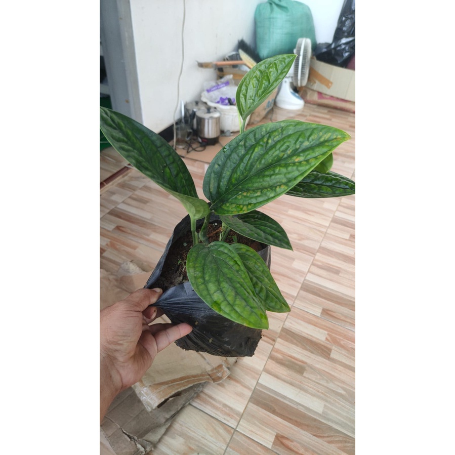 Jual Tanaman Hias Monstera Karstenianum Pohon Sirih Badak Sirih