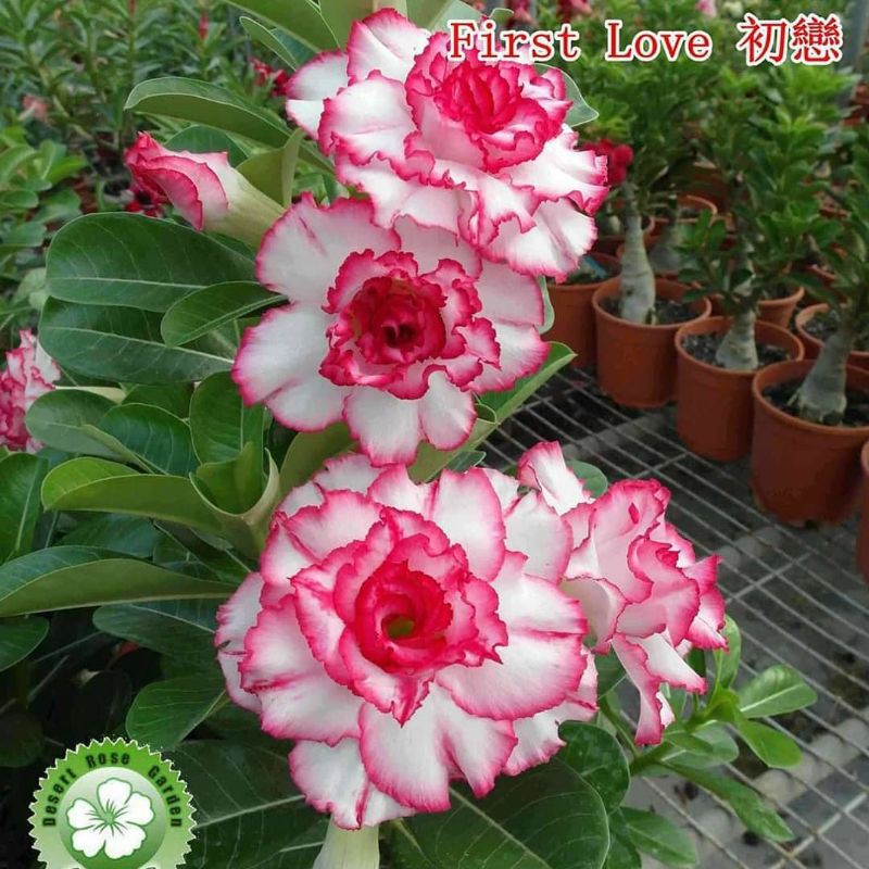 Jual Tanaman Bunga Kemboja Jepang Bunga Tumpuk Bibit Adenium