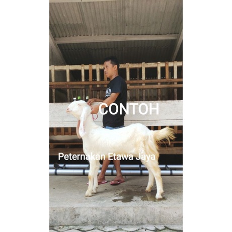 Jual Kambing Etawa Senduro Betina A Cm Perah Susu Kambing Pe Shopee