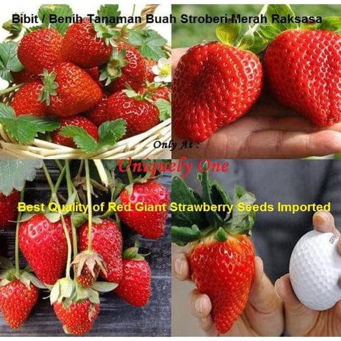 Jual Bkk New Bibit Biji Benih Tanaman Buah Stroberi Merah Besar Red