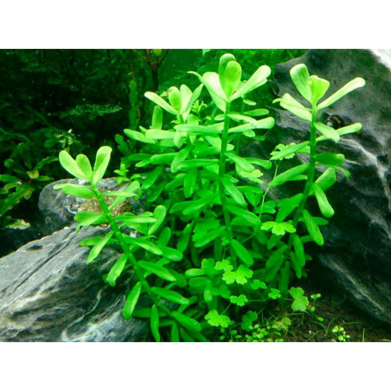 Jual Bacopa Monnieri Tanaman Aquascape Tanpa Co Shopee Indonesia