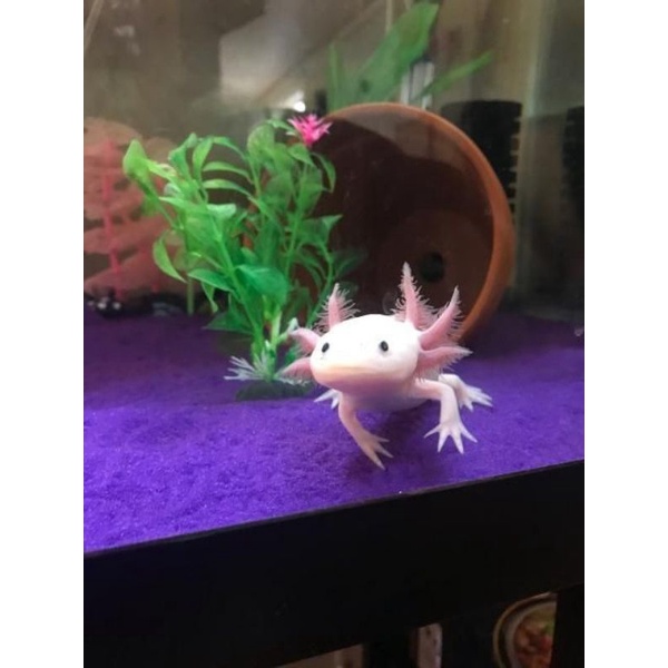 Jual Ikan Hias Axolotl Leuqistic Shopee Indonesia