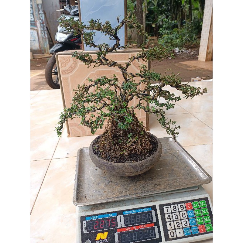 Jual Bonsai Seribu Bintang Micro Super Shopee Indonesia