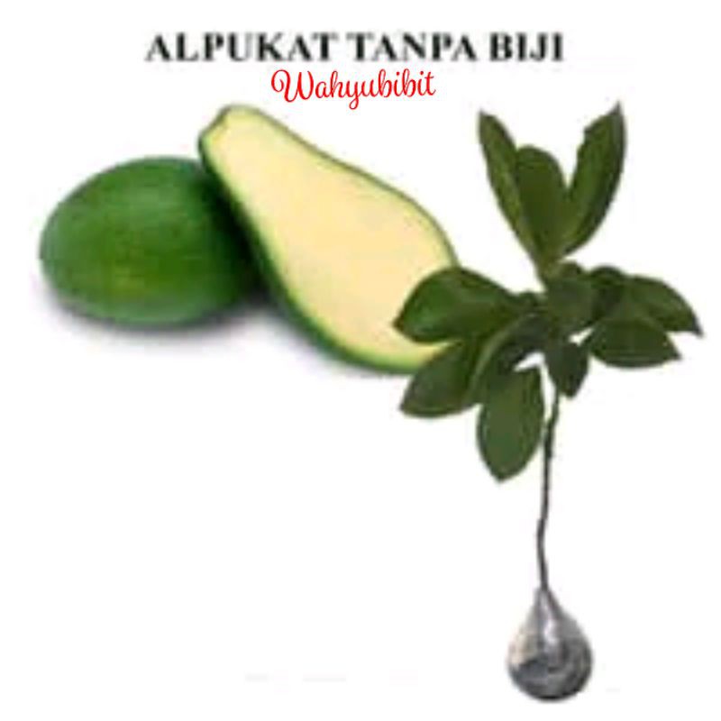 Jual Bibit Alpukat Non Biji Okulasi Benih Pohon Tanaman Buah Dalam Pot