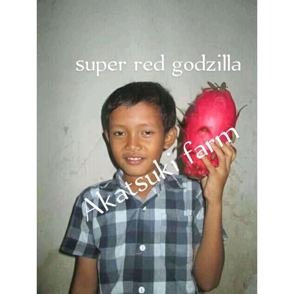 Jual Bibit Buah Naga Super Red Godzilla Shopee Indonesia