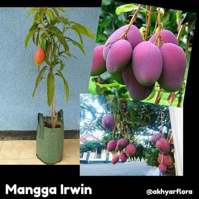 Jual Obrallan Bibit Mangga Irwin Tanaman Buah Mangga Irwin Erwin Mangga