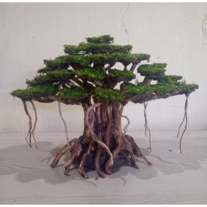 Jual Bonsai Aquascape Aquarium Akar Kayu Rasamala Ukuran L Bonus Moss