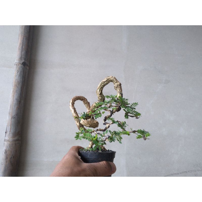 Jual Bonsai Asem Saraf Sabinea Sp Shopee Indonesia